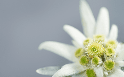 edelweiss-flower